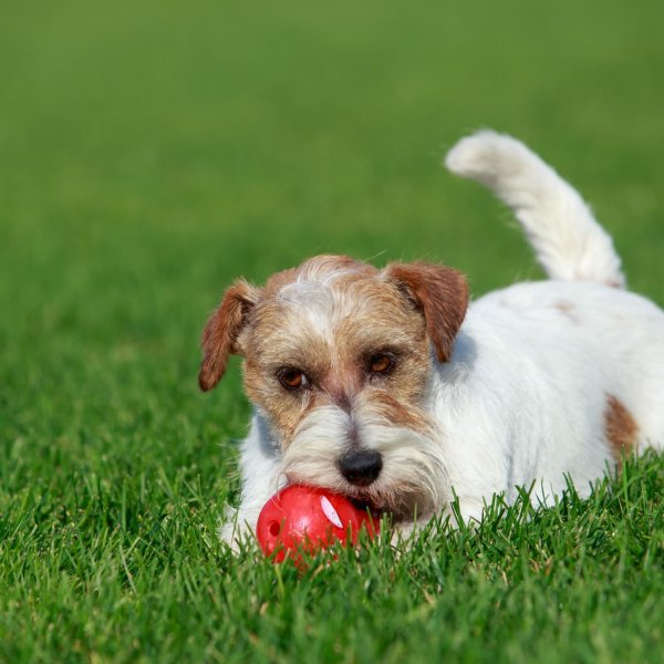 Площадка для выгула собак и лапомойка